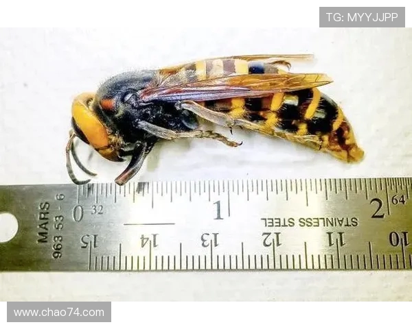 哪支英超球队被称作“大黄蜂”？外号由来解析